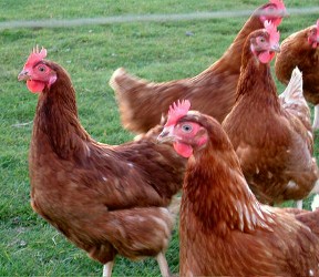 Hens with beady eyes