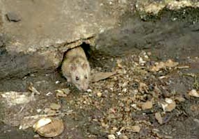 A rat enjoying some filth in an alley (but not in Hoole).